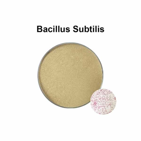 Пробиотики на основе бактерий рода Bacillus. Bacillus subtilis — это микроорганизм, полезный для здо
