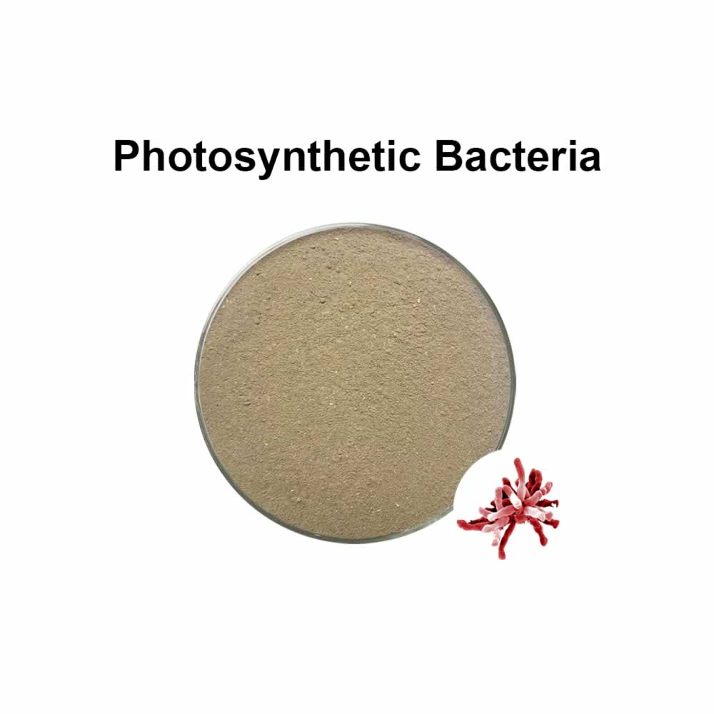 Фотосинтезирующая бактерия│Rhodopseudomonas palustris│PSB