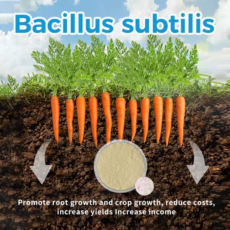 Почему Bacillus subtilis меняет овощеводство